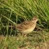 veldleeuwerikbrabantsebiesbosch27052020 4